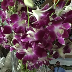 Meet your Posher, Alison